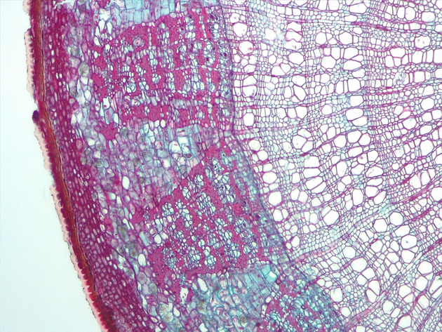 Tilia Stem CS Slides - Tilia Stem CS 02 200X